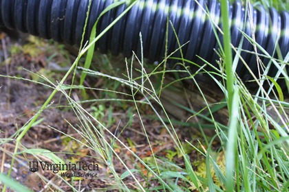 Weed photograph 3