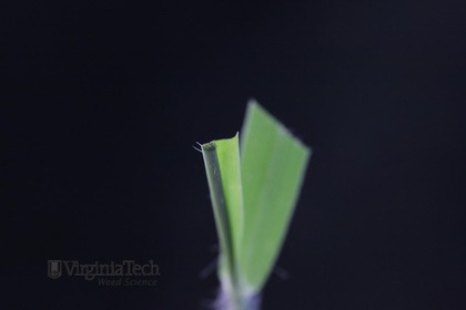 Weed photograph 4