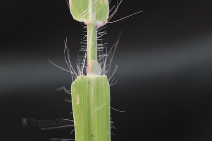 Weed photograph 5