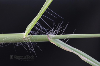 Weed photograph 6