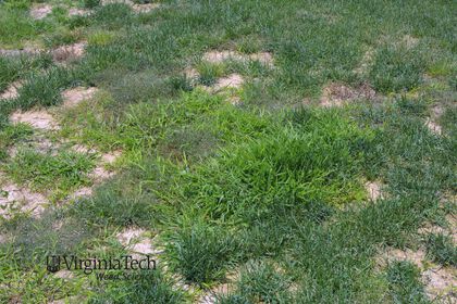 Weed photograph 7