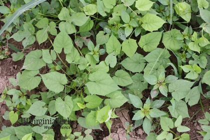 Weed photograph 2