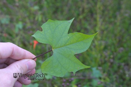 Weed photograph 5