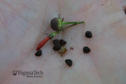 Weed photograph 6