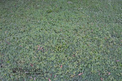 Weed photograph 1