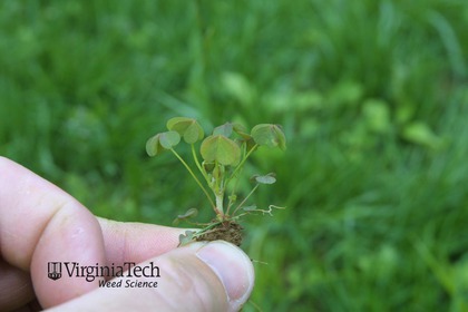 Weed photograph 2