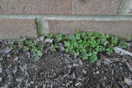 Weed photograph 4
