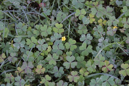 Weed photograph 5