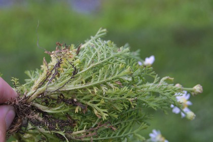 Weed photograph 2