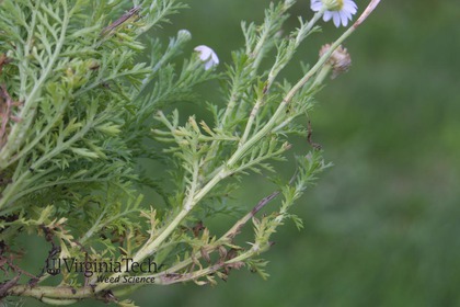 Weed photograph 3