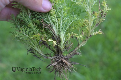 Weed photograph 4