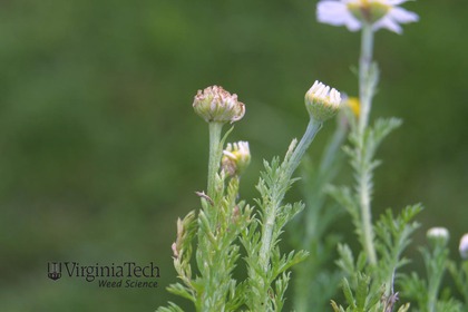 Weed photograph 5