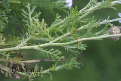 Weed photograph 6