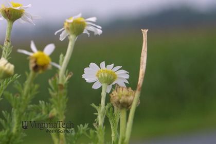 Weed photograph 7