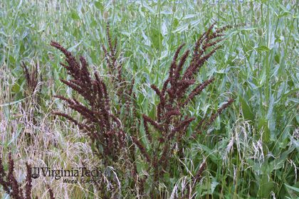 Weed photograph 2