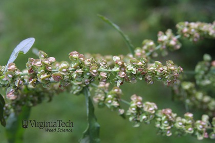 Weed photograph 3