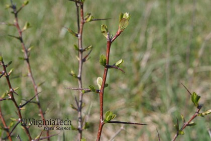 Weed photograph 2