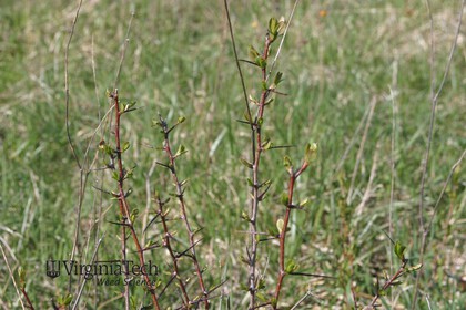Weed photograph 3