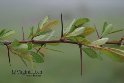 Weed photograph 4