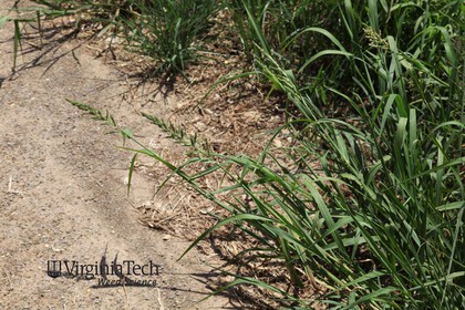 Weed photograph 6