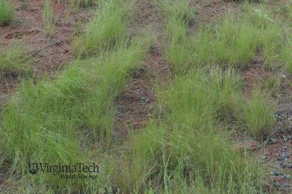 weeping lovegrass Eragrostis curvula Weed Profile Weed