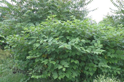 Weed photograph 2