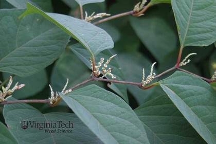 Weed photograph 3