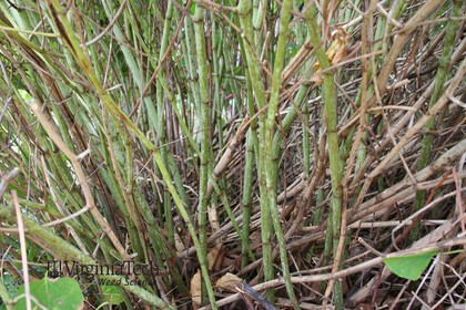Weed photograph 4