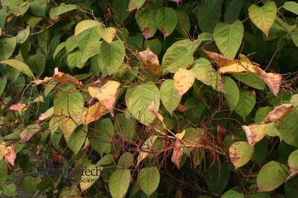 Weed photograph 5