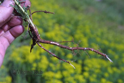 Weed photograph 2