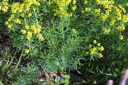 Weed photograph 3