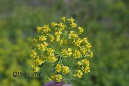 Weed photograph 5