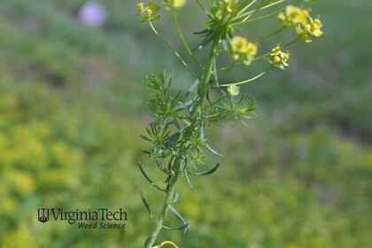 Weed photograph 6