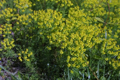 Weed photograph 7