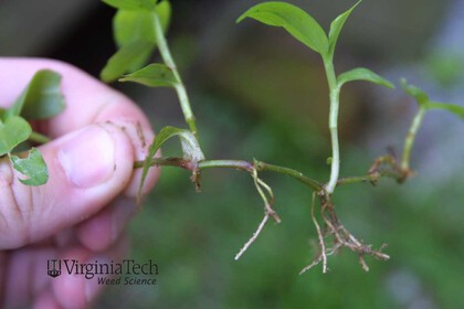 Weed photograph 1