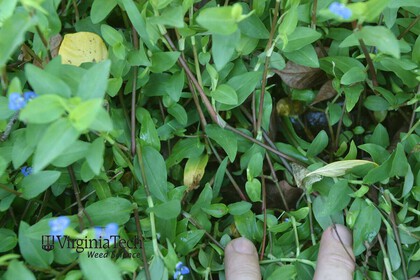 Weed photograph 2