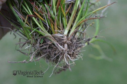 Weed photograph 5