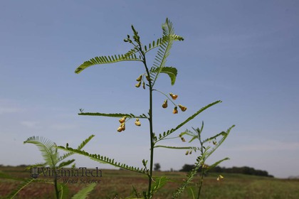 Weed photograph 1