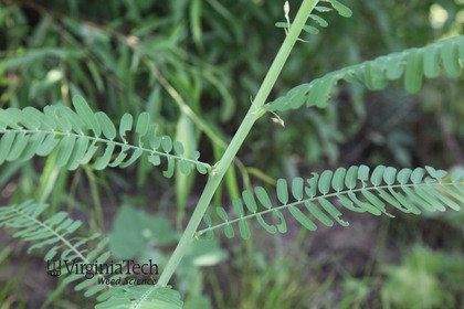 Weed photograph 3