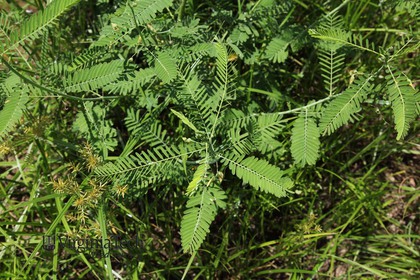 Weed photograph 4