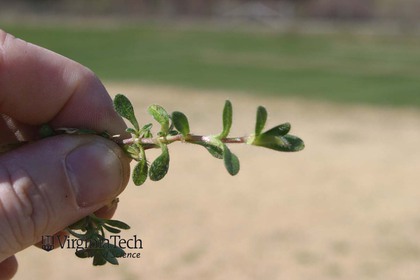 Weed photograph 6