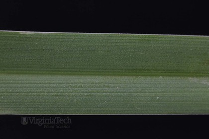 Weed photograph 3