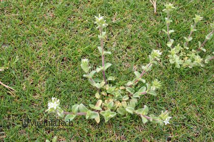 Weed photograph 1