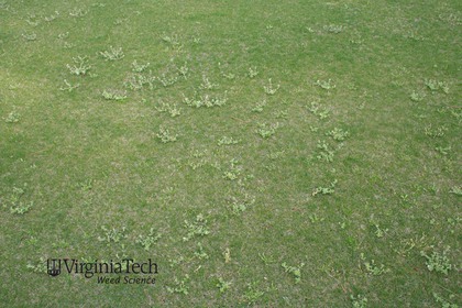 Weed photograph 2