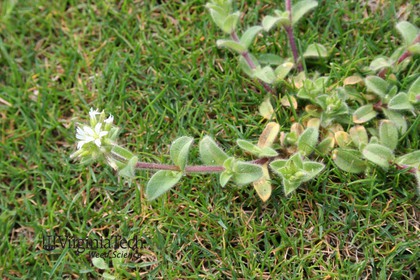 Weed photograph 3