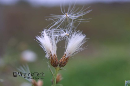 Weed photograph 2