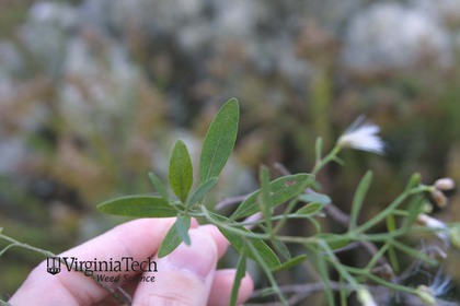 Weed photograph 4