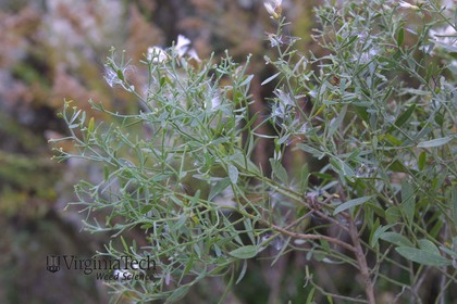 Weed photograph 7