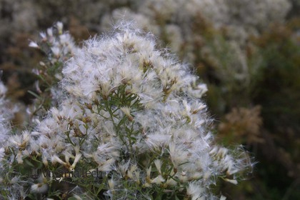 Weed photograph 8