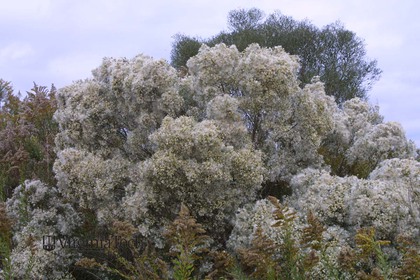 Weed photograph 9